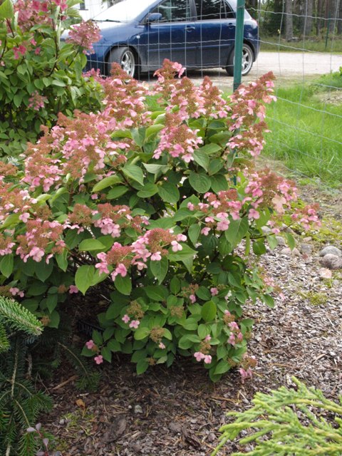 Hydrangea paniculata 'Dharuma'