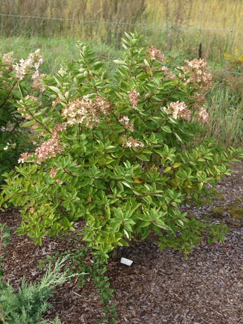 Hydrangea paniculata 'Harry's Souvenir'