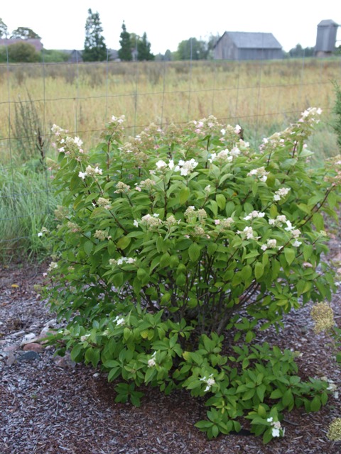 Hydrangea paniculata 'Last Post'