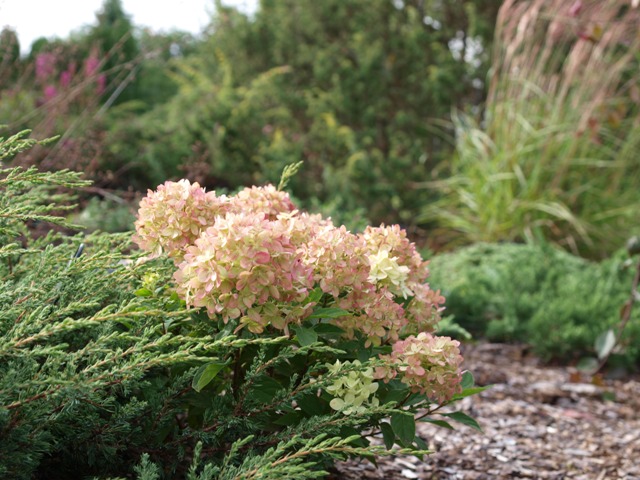 Hydrangea paniculata 'Little Lime®'