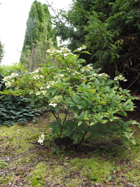 Hydrangea paniculata 'Prim' White®'