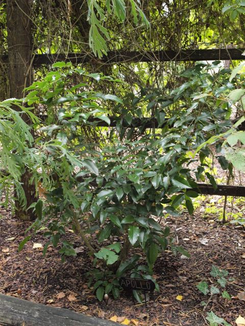 Mahonia aquifolium 'Apollo'