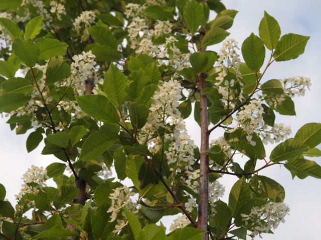Prunus padus 'Albertii'