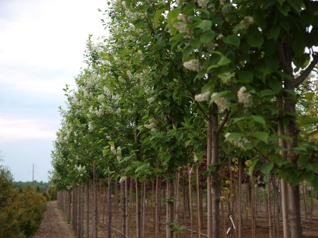 Prunus padus 'Watereri'