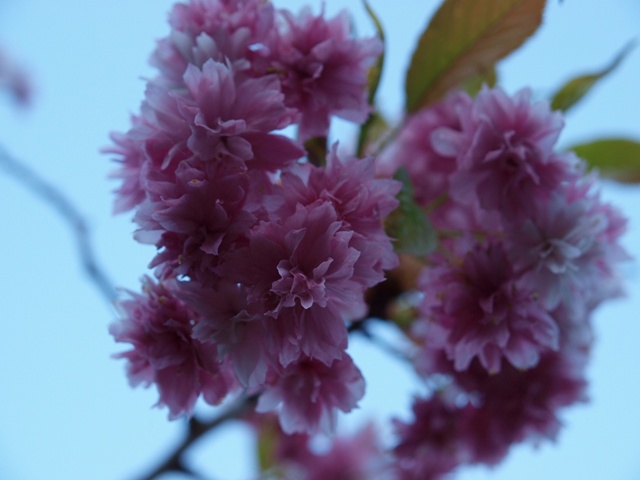 Prunus serrulata 'Kiku-shidare'