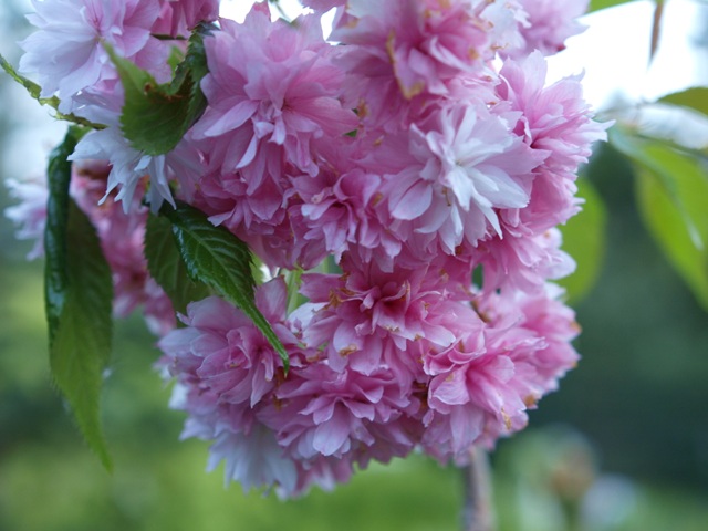 Prunus serrulata 'Kiku-shidare'