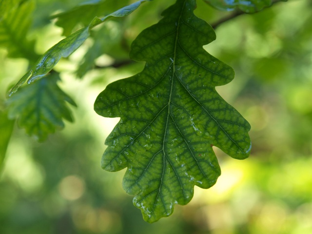 Quercus robur 'Pendula'