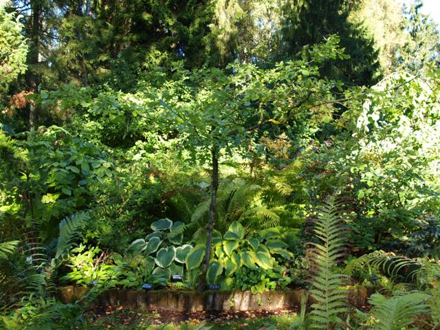 Quercus robur 'Pendula'