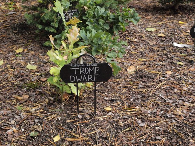 Quercus robur 'Tromp Dwarf'