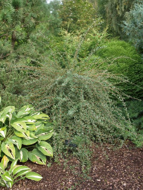Salix repens 