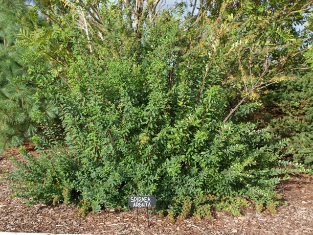 Spiraea x arguta 