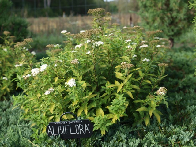 Spiraea japonica 'Albiflora'