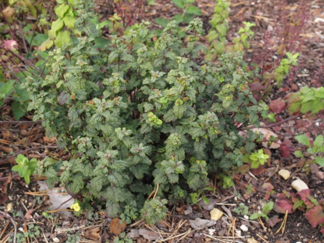 Spiraea japonica 'Bullata'