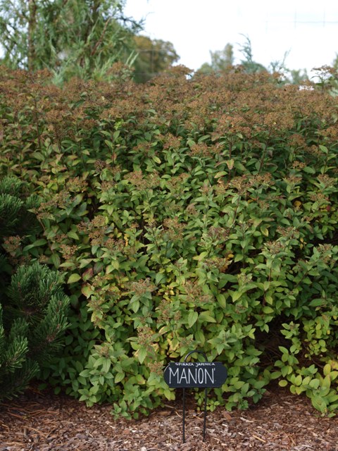 Spiraea japonica 'Manon'