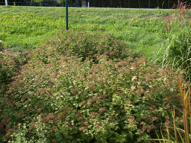 Spiraea japonica 'Pruhoniciana'