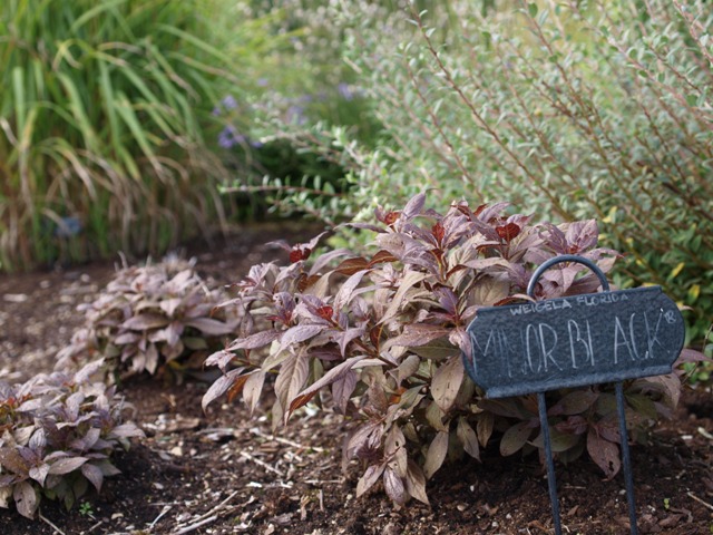 Weigela florida 'Minor Black®'