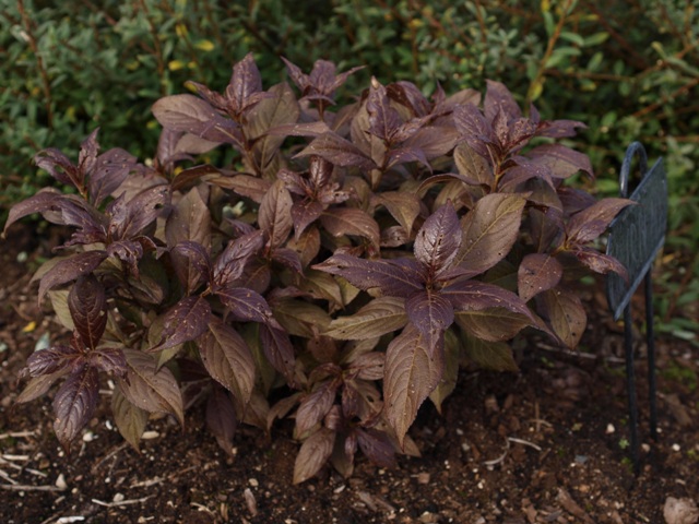 Weigela florida 'Minor Black®'