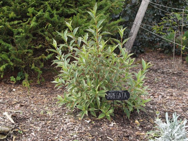 Weigela florida 'Variegata'