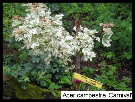 Acer campestre 'Carnival'