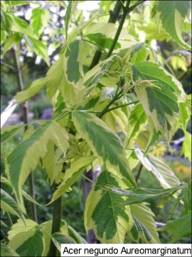 Acer negundo 'Aureomarginatum'