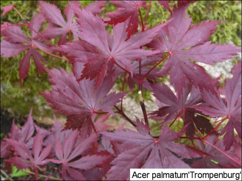 Acer palmatum 'Trompenburg'