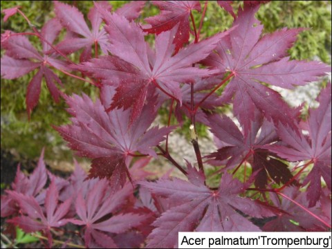 Acer palmatum 'Trompenburg'