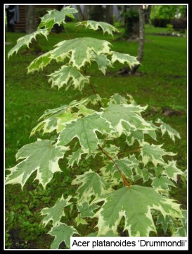 Acer platanoides 'Drummondii'