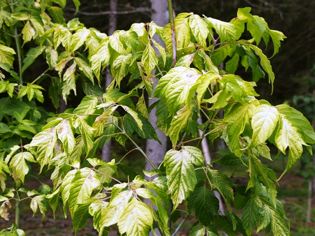 Acer negundo 'Kelly's Gold'