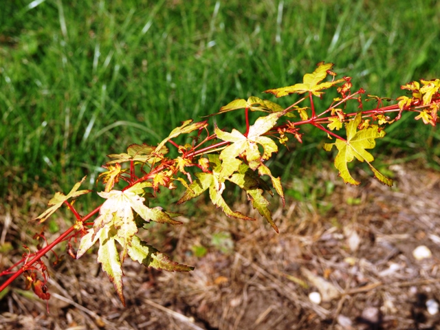 Acer palmatum 'Katsura'