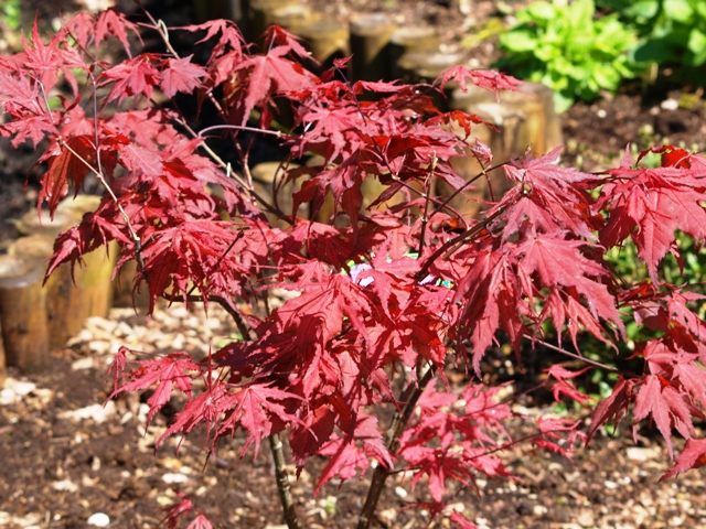 Acer palmatum 'Purple Ghost'