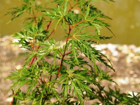 Acer palmatum 'Seiryu'