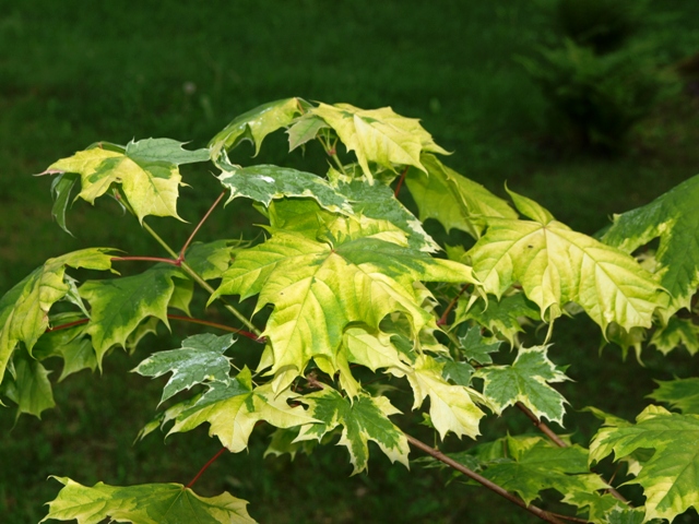 Acer platanoides 'Drummondii'