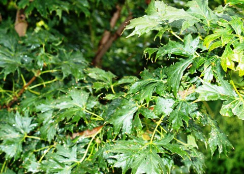 Acer platanoides 'Lorbergii'