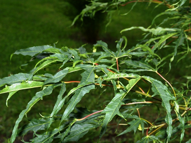 Acer platanoides 'Paldiskii'