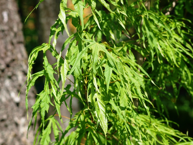 Acer platanoides 'Paldiskii'
