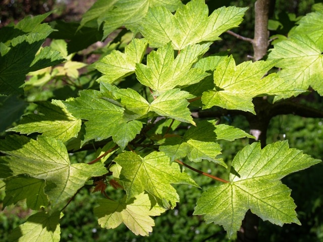 Acer pseudoplatanus 'Brillantissimum'