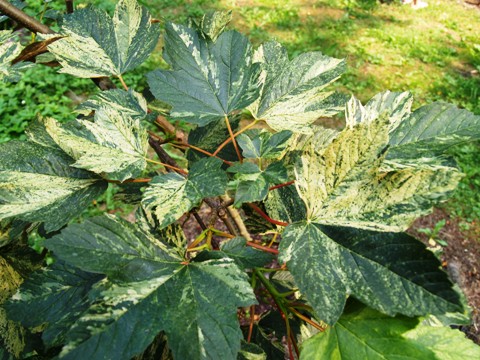 Acer pseudoplatanus 'Nizetii'