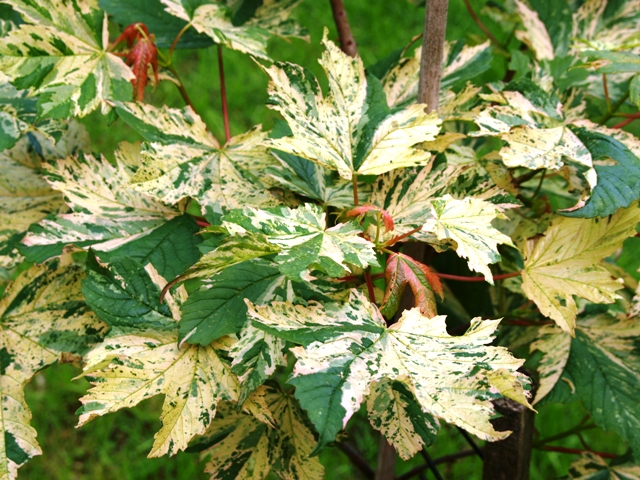 Acer pseudoplatanus 'Nizetii'