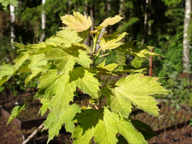 Acer pseudoplatanus 'Prinz Handjery'