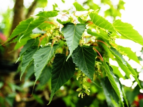 Acer caudatifolium 