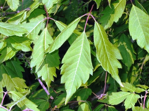 Acer cissifolium 