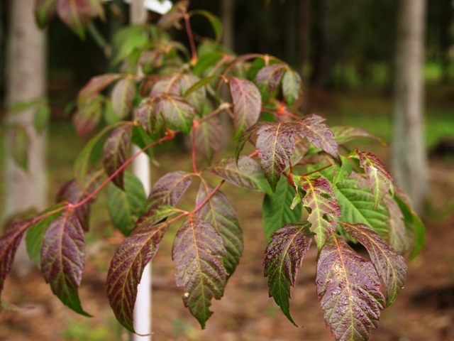 Acer cissifolium 