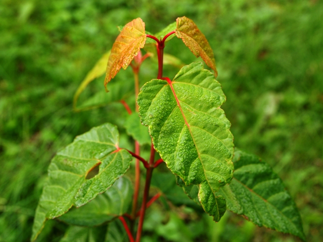 Acer davidii 