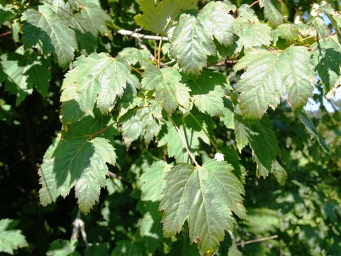 Acer glabrum 