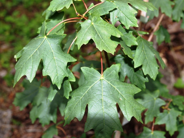 Acer grandidentatum 