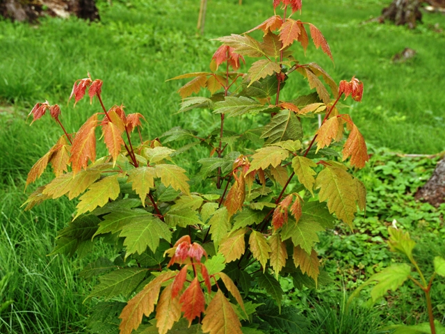 Acer henryi 