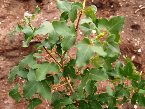 Acer hyrcanum 