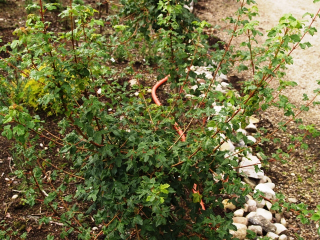 Acer hyrcanum 