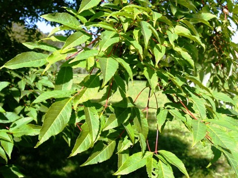 Acer mandshuricum 