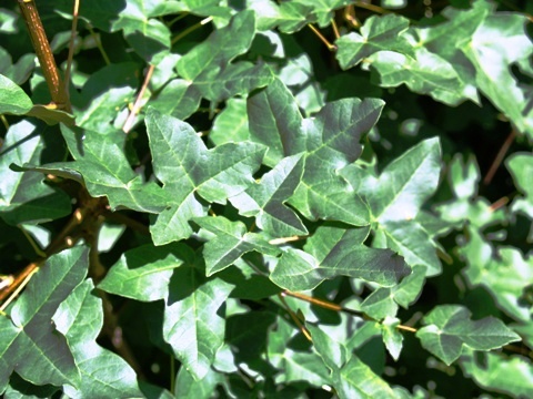 Acer monspessulanum 